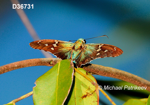 Emerald Longtail (Urbanus esmeraldus)